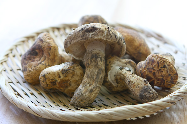 Jamur Matsutake