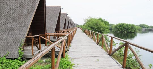 hutan mangrove tempat bernuansa alam di Jakarta