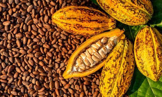 Asal Usul Cokelat Lezat dari Australia Tays bakers - Asal Usul Cokelat Lezat dari Australia