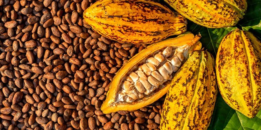 Asal Usul Cokelat Lezat dari Australia Tays bakers - Asal Usul Cokelat Lezat dari Australia