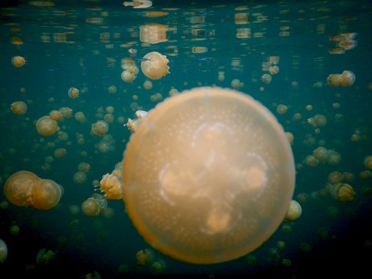 Ubur5-di-Lenmakana Travelling di danau di Indonesia yang bisa berenang sama ubur-ubur