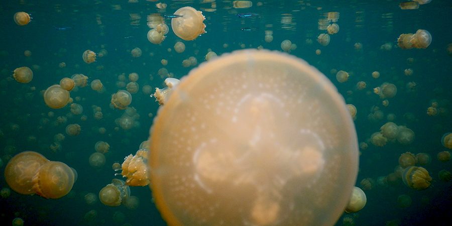 Travelling di danau di Indonesia yang bisa berenang sama ubur-ubur